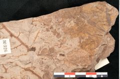 Foto (Detailansicht) von Podozamites malvernicus Ettingshausen (NHMW-GEO-2024-0188-10326)